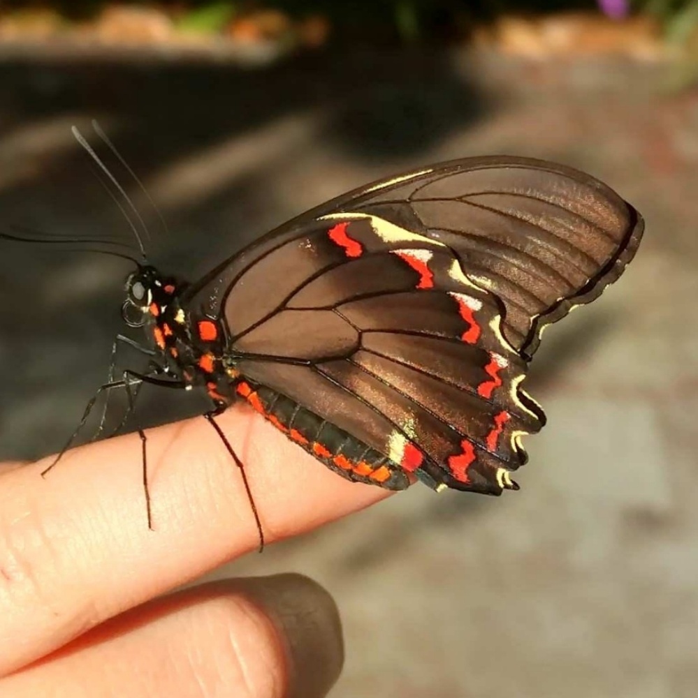 Dutchman's Pipevine Seeds - Butterfly Host Plant - Picture 5 of 8
